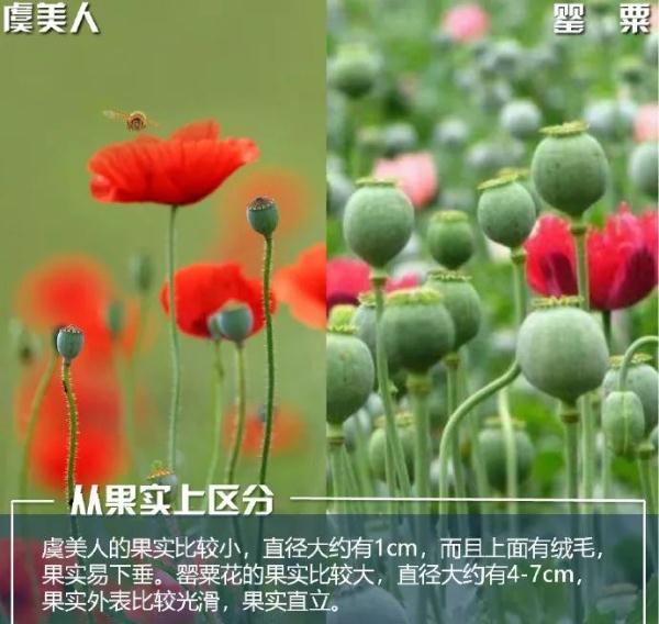 安全提示 | 注意！种植这些毒品原植物，后果很严重！