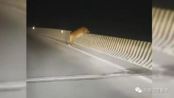 男子偶遇“迷路虎”，趴着护栏在找路