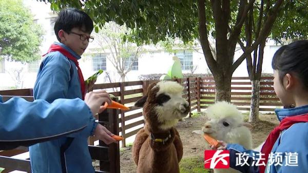 羡慕了,长沙一学校里建了个治愈系“动物园” 羡慕了,长沙一学校里建了个治愈系“动物园”