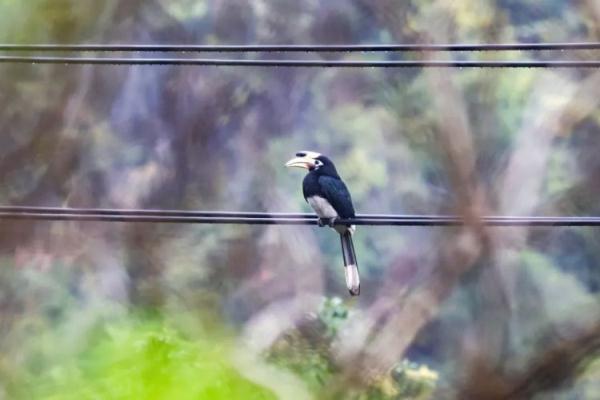 罕见!靖西惊现国家一级保护动物冠斑犀鸟 罕见!靖西惊现国家一级保护动物冠斑犀鸟