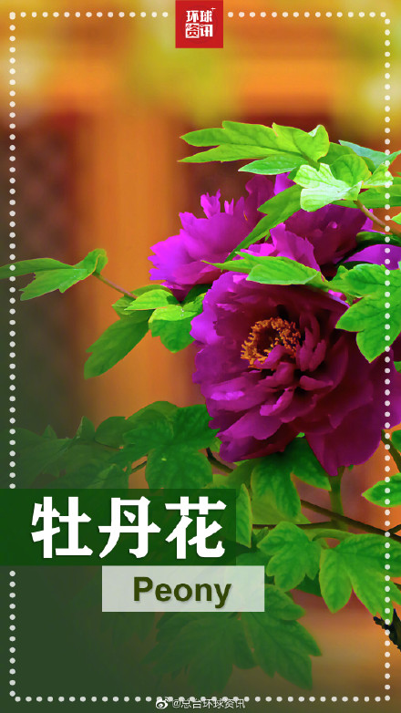 春天的花花英文名都叫啥 春天的花花英文名都叫啥