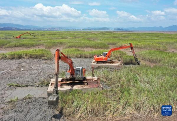 福建:推进互花米草综合治理及生态修复 福建:推进互花米草综合治理及生态修复