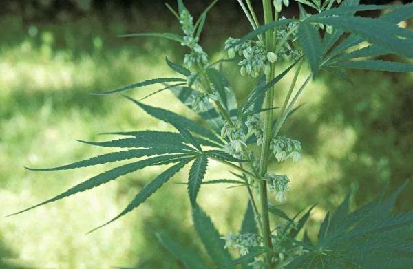 安全提示 | 注意！种植这些毒品原植物，后果很严重！