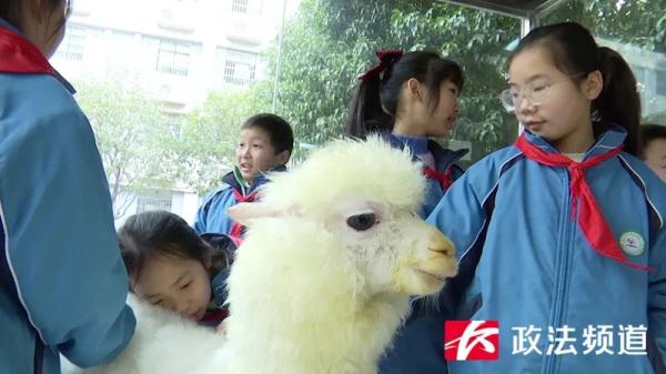 羡慕了,长沙一学校里建了个治愈系“动物园” 羡慕了,长沙一学校里建了个治愈系“动物园”