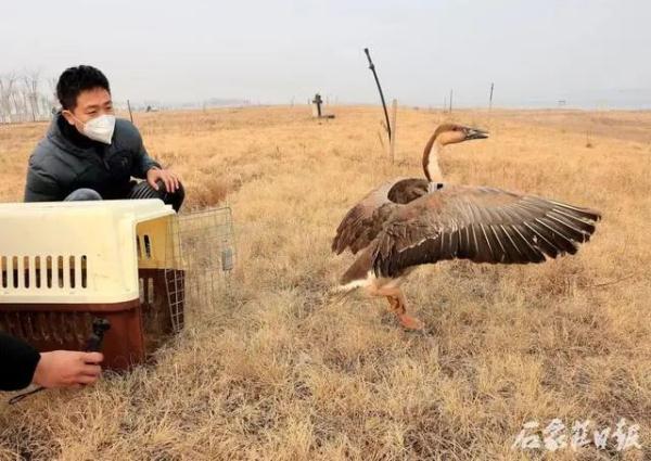 石家庄：7只获救珍稀鸟类重返大自然