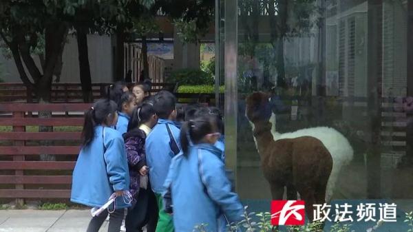 羡慕了,长沙一学校里建了个治愈系“动物园” 羡慕了,长沙一学校里建了个治愈系“动物园”