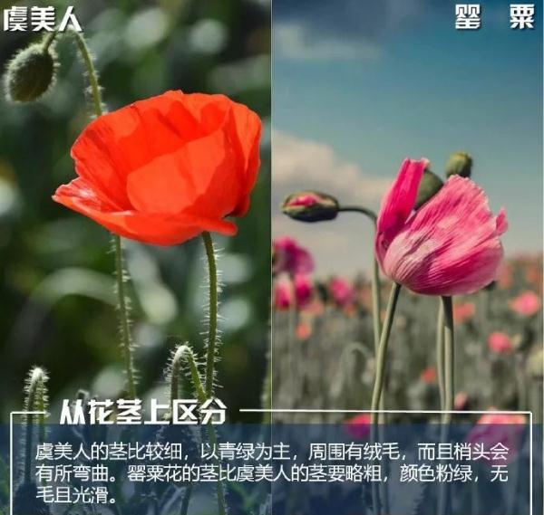 安全提示 | 注意！种植这些毒品原植物，后果很严重！