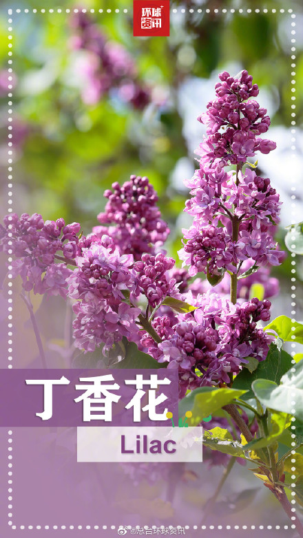 春天的花花英文名都叫啥 春天的花花英文名都叫啥