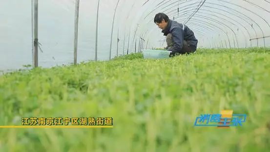 这种菜，卖到140元一斤！还“一菜难求”！什么这么“香”？