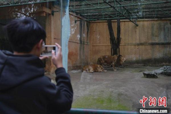 广西柳州动物园回应狮子“瘦骨嶙峋”质疑 年迈导致消瘦