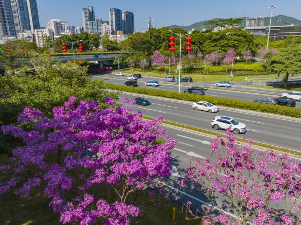 深圳:百花绽放 春满鹏城 深圳:百花绽放 春满鹏城