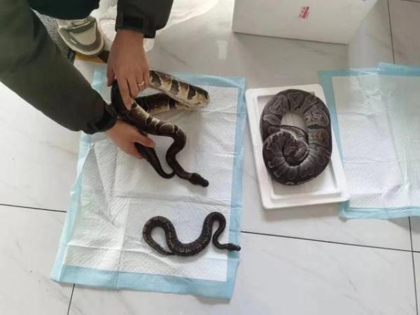 买卖“宠物”被抓，箱子里竟然是球蟒