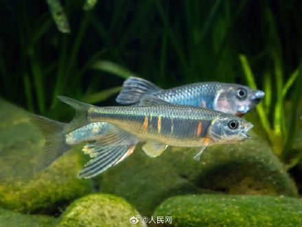 好漂亮！杭州发现全新物种苕溪鱲