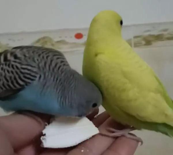 潜伏期6-17天，高烧不退！连续报告这种传染病，浙江疾控提醒→