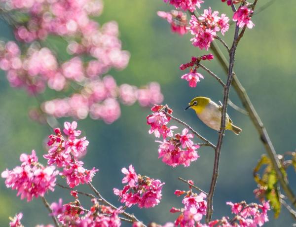 深圳:百花绽放 春满鹏城 深圳:百花绽放 春满鹏城