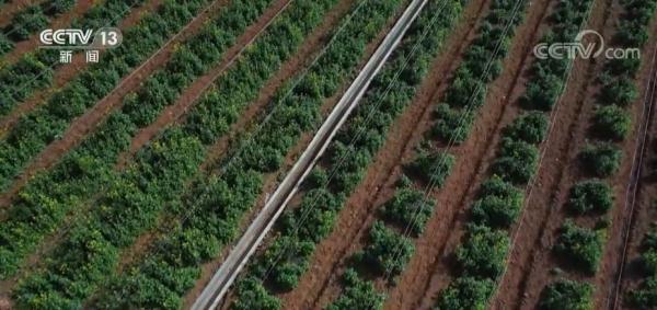 春耕田间管理智能化水平提高 全方位夯实粮食安全根基