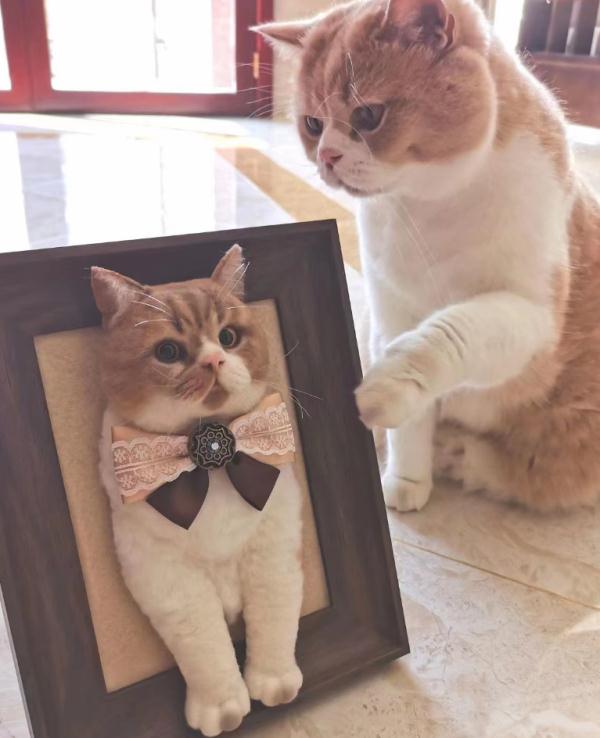 湖南女孩用巧手“复活”宠物,订单排到2024年! 湖南女孩用巧手“复活”宠物,订单排到2024年!