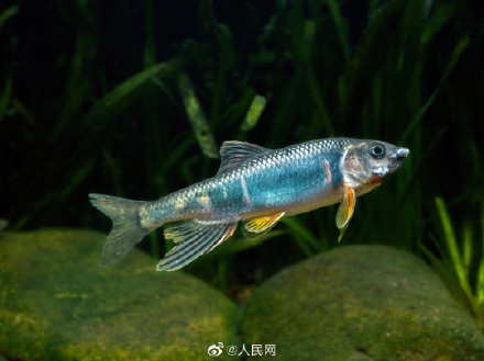 好漂亮！杭州发现全新物种苕溪鱲