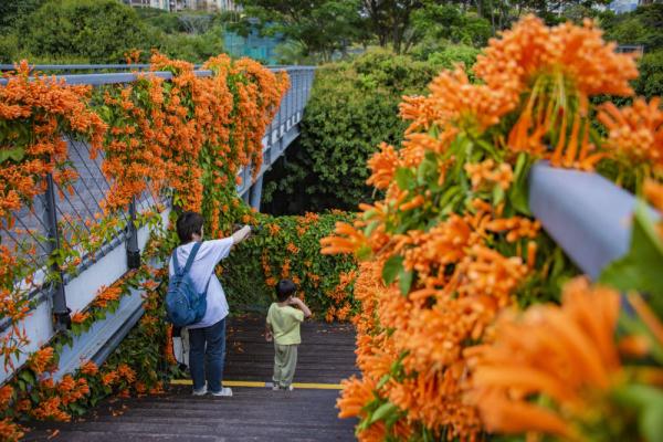 深圳:百花绽放 春满鹏城 深圳:百花绽放 春满鹏城