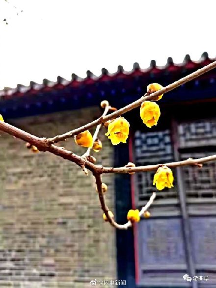 600余岁古腊梅再绽放有多惊艳