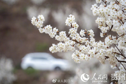 贵州樱桃花盛开宛如白色童话