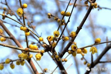 600余岁古腊梅再绽放有多惊艳