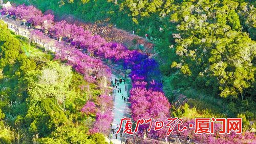 草长樱飞二月天 鹭岛赏花正当时