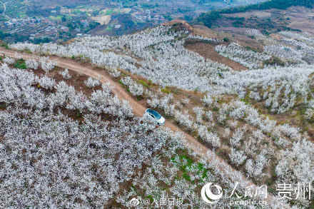 贵州樱桃花盛开宛如白色童话