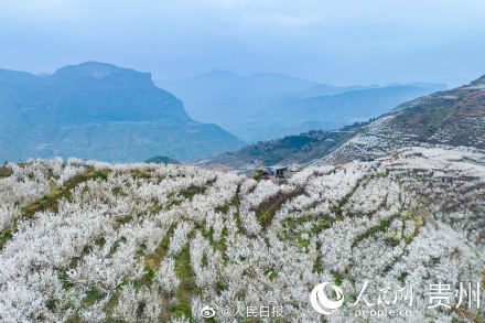 贵州樱桃花盛开宛如白色童话
