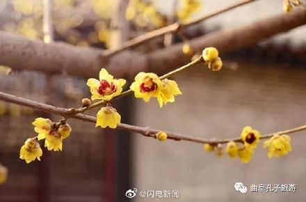 600余岁古腊梅再绽放有多惊艳