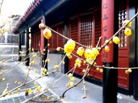 600余岁古腊梅再绽放有多惊艳