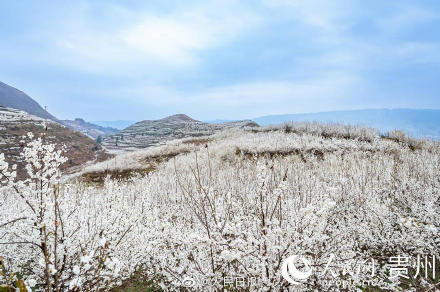 贵州樱桃花盛开宛如白色童话