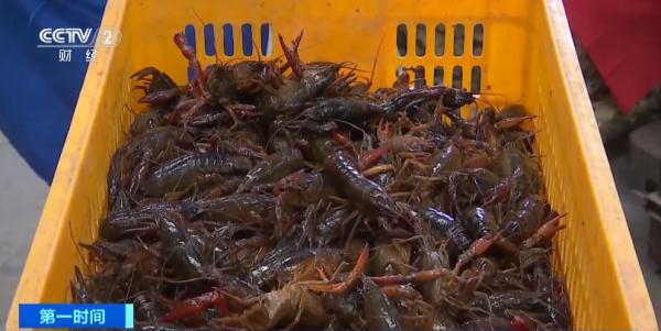 刚刚上市，浙江人爱吃的小龙虾价格达历史最高