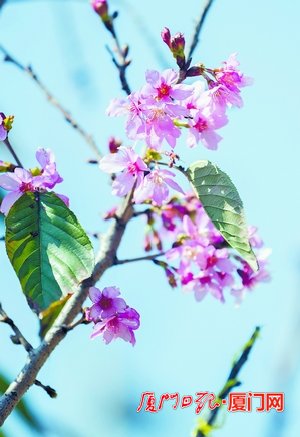 草长樱飞二月天 鹭岛赏花正当时
