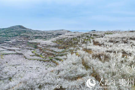 贵州樱桃花盛开宛如白色童话