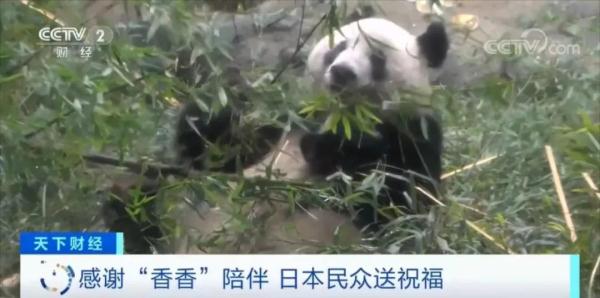 中签概率仅1/70！他们提前抽签，只为与“香香”告别……