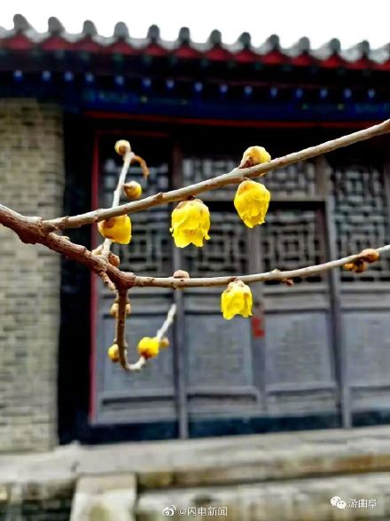 600余岁古腊梅再绽放有多惊艳