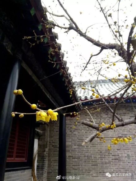 600余岁古腊梅再绽放有多惊艳