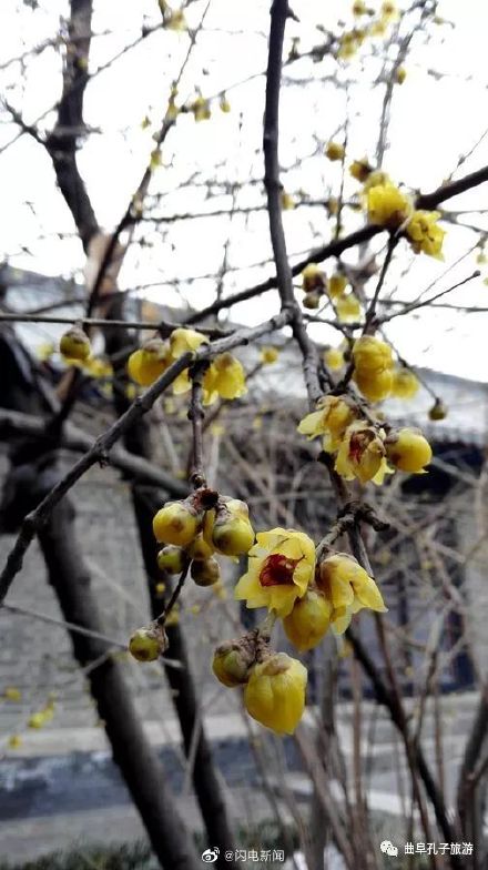 600余岁古腊梅再绽放有多惊艳