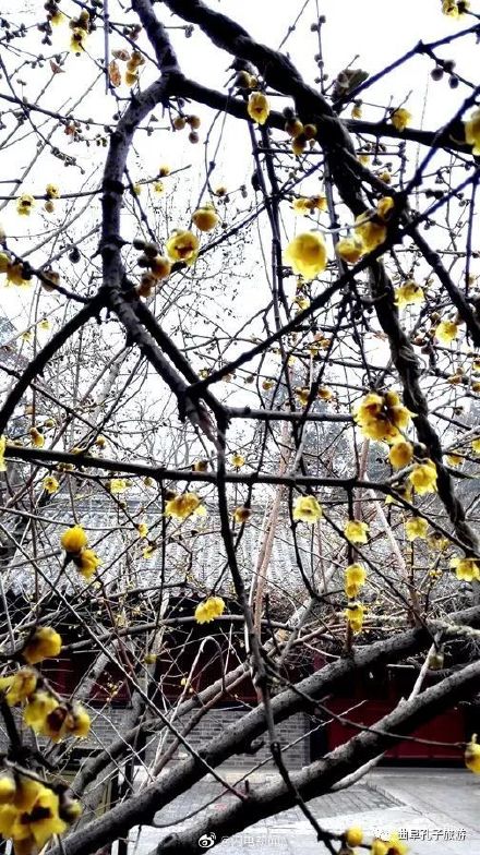 600余岁古腊梅再绽放有多惊艳