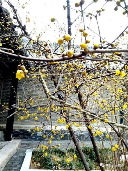 600余岁古腊梅再绽放有多惊艳