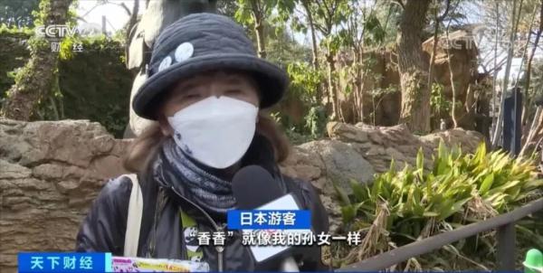 中签概率仅1/70！他们提前抽签，只为与“香香”告别……