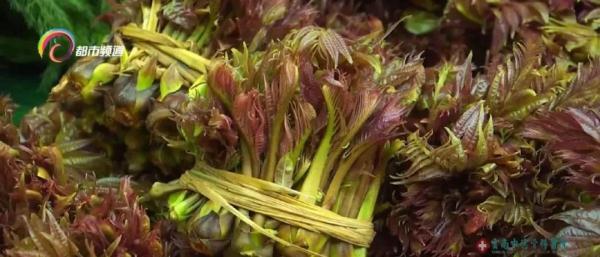 200元一公斤!上市了,但望“椿”却步 200元一公斤!上市了,但望“椿”却步