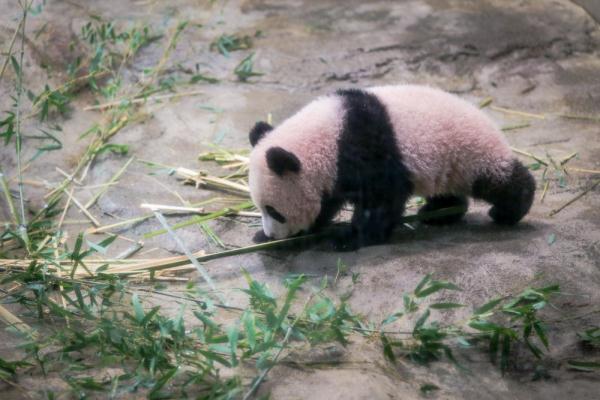 送“香香”回中国，日本朋友忍不住哭了出来