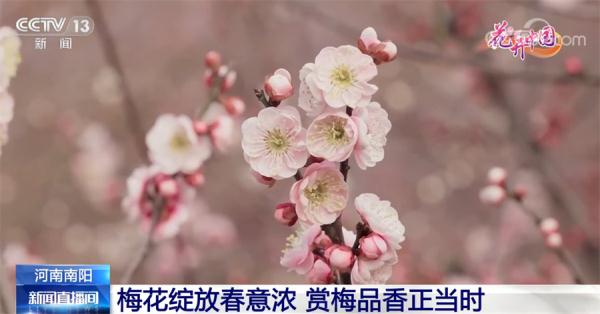 二月二龙抬头 一起领略生机勃发的花开中国 二月二龙抬头 一起领略生机勃发的花开中国