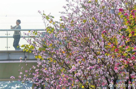 深圳迎来紫荆花盛花期