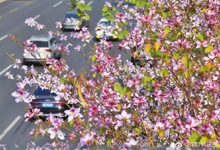 深圳迎来紫荆花盛花期