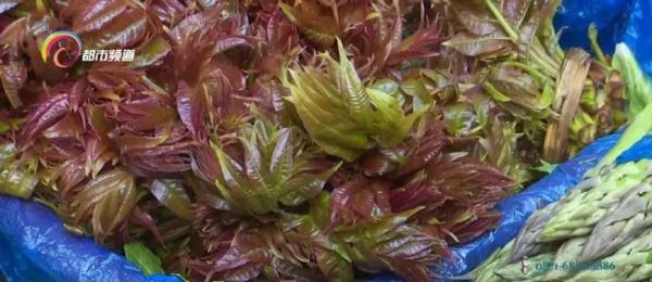 200元一公斤!上市了,但望“椿”却步 200元一公斤!上市了,但望“椿”却步