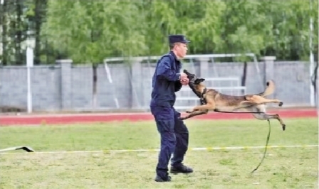 辽宁两岁警犬“师皮年”获评首批功勋犬