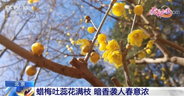 二月二龙抬头 一起领略生机勃发的花开中国 二月二龙抬头 一起领略生机勃发的花开中国